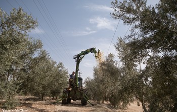 מוסקת בין השורות.jpg