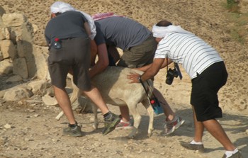 רעיית צאן 1.JPG