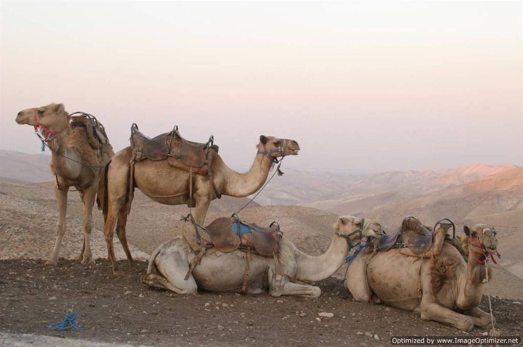 Camels israel